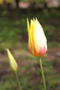 Tulips Royalty Free Stock Photo