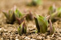 Tulips Royalty Free Stock Photo