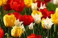 Tulips