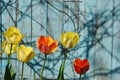 Tulips Royalty Free Stock Photo