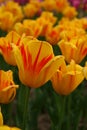 TULIPS-5