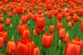 TULIPS-6 Royalty Free Stock Photo