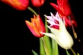 Tulips against black background