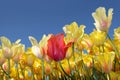 Tulips against blue sky