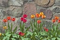 Tulips Against Stone Wall Royalty Free Stock Photo