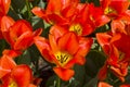 Tulips of the Albert Heyn  species Royalty Free Stock Photo