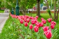 Tulips in the Alexander Garden near the Kremlin Wall in Moscow. Royalty Free Stock Photo