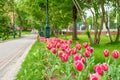 Tulips in the Alexander Garden near the Kremlin Wall in Moscow. Royalty Free Stock Photo