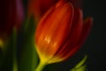 tulips alone on pink background, motherday Royalty Free Stock Photo