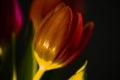 tulips alone on pink background, motherday Royalty Free Stock Photo