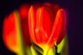 tulips alone on pink background, motherday Royalty Free Stock Photo