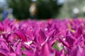 Tulips amazing spring flowers. Purple tulips flowers of love Royalty Free Stock Photo