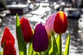 Tulips - Amsterdam - Buildings Royalty Free Stock Photo