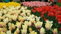 Tulips Amsterdam Holland Flowers Colorful Royalty Free Stock Photo