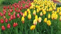 Tulips Amsterdam Holland Flowers Colorful