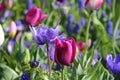 Tulips from Amsterdam