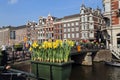 Tulips in Amsterrdam Royalty Free Stock Photo