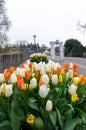 Tulips arrangement in the city walkways in the spring Royalty Free Stock Photo