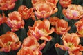Tulips Astronaut Andre Kuipers Triumph group grown in flowerbed.