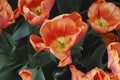 Tulips Astronaut Andre Kuipers Triumph group grown in flowerbed.