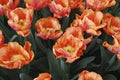 Tulips Astronaut Andre Kuipers Triumph group grown in flowerbed.