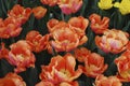 Tulips Astronaut Andre Kuipers Triumph group grown in flowerbed.