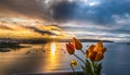 Tulips at Balcony