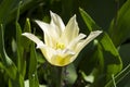 Tulips of the Ballade White species Royalty Free Stock Photo