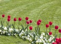 Tulips in the Baroque Mirabell Garden