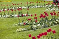 Tulips in the Baroque Mirabell Garden