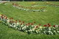 Tulips in the Baroque Mirabell Garden