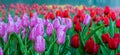 Tulips Royalty Free Stock Photo