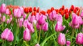 Tulips Royalty Free Stock Photo