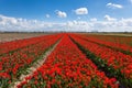 Tulips. Beautiful colorful red flowers Royalty Free Stock Photo