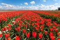 Tulips. Beautiful colorful red flowers Royalty Free Stock Photo