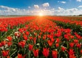 Tulips. Beautiful colorful red flowers in the morning in spring , vibrant floral background, flower fields in Netherlands.