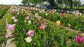 Tulips beautiful flower fields in Germany Royalty Free Stock Photo