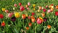 Tulips beautiful flower fields in Germany Royalty Free Stock Photo