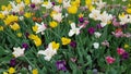 Tulips beautiful flower fields in Germany Royalty Free Stock Photo
