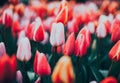 Tulips. Beautiful flowers in spring park, floral background. Vintage Royalty Free Stock Photo