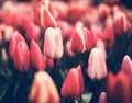 Tulips. Beautiful flowers in spring park, floral background. Vintage Royalty Free Stock Photo
