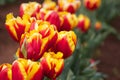 Tulips Royalty Free Stock Photo