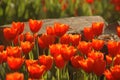 Tulips in a beautiful light atmosphere.