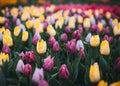 Tulips. Beautiful multicolored flowers in spring park, floral background Royalty Free Stock Photo