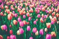 Tulips. Beautiful multicolored flowers in spring park, floral background Royalty Free Stock Photo