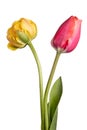 Tulips. Beautiful pink and yellow pair flowers