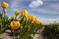 Tulips Royalty Free Stock Photo