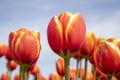 Tulips Royalty Free Stock Photo