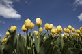 Tulips Royalty Free Stock Photo