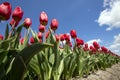 Tulips Royalty Free Stock Photo